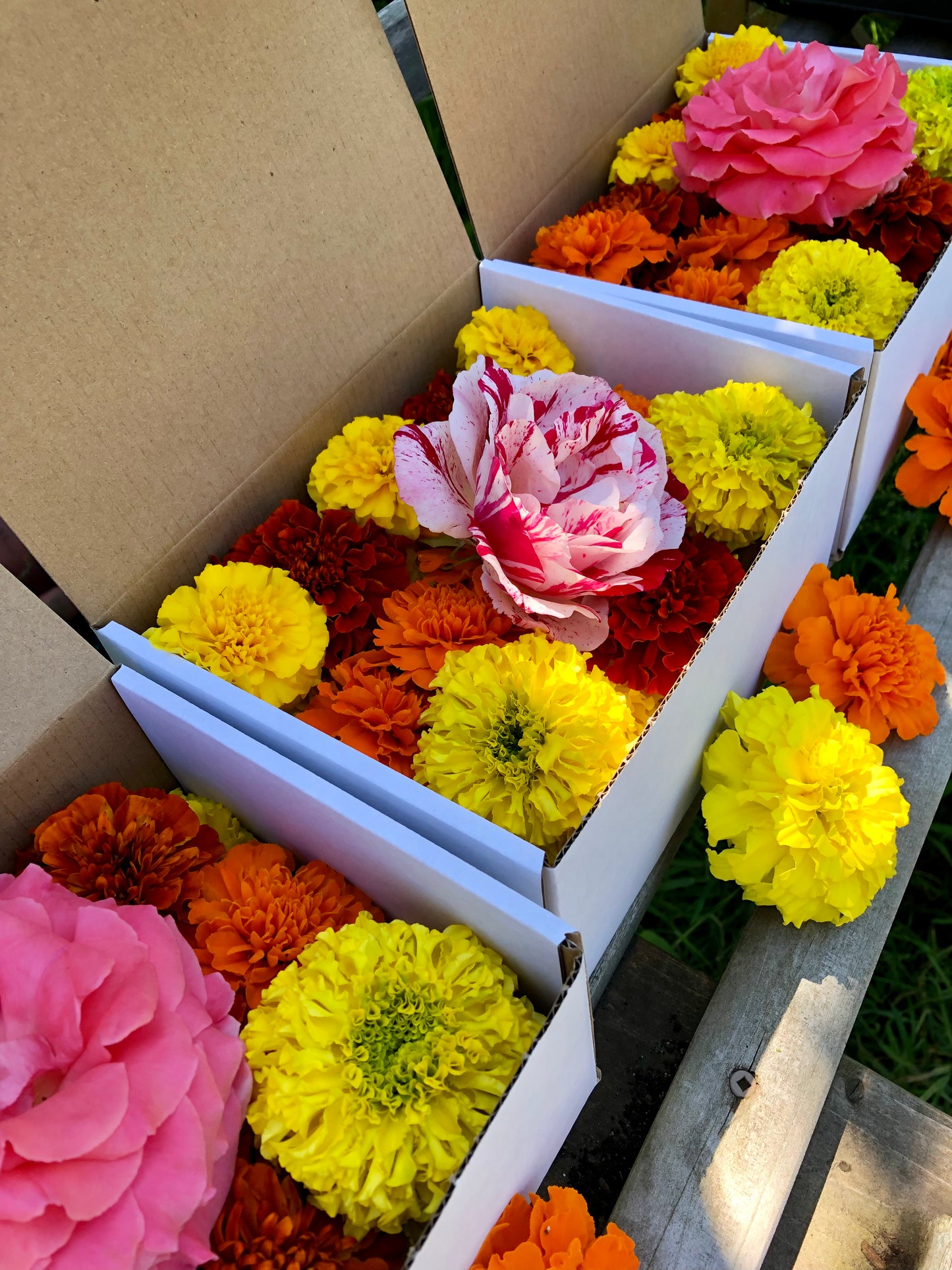 Pushpa Flowers Box - Marigolds