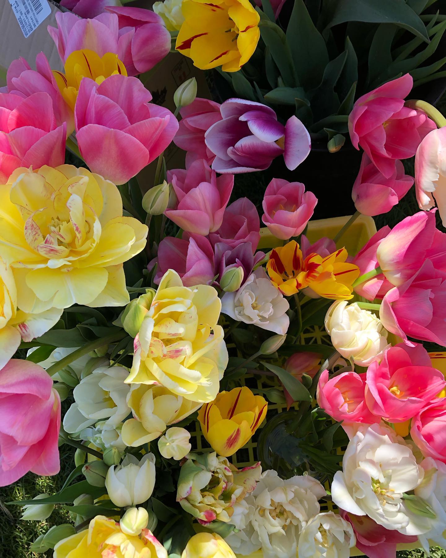 Flower Subscription - 2025