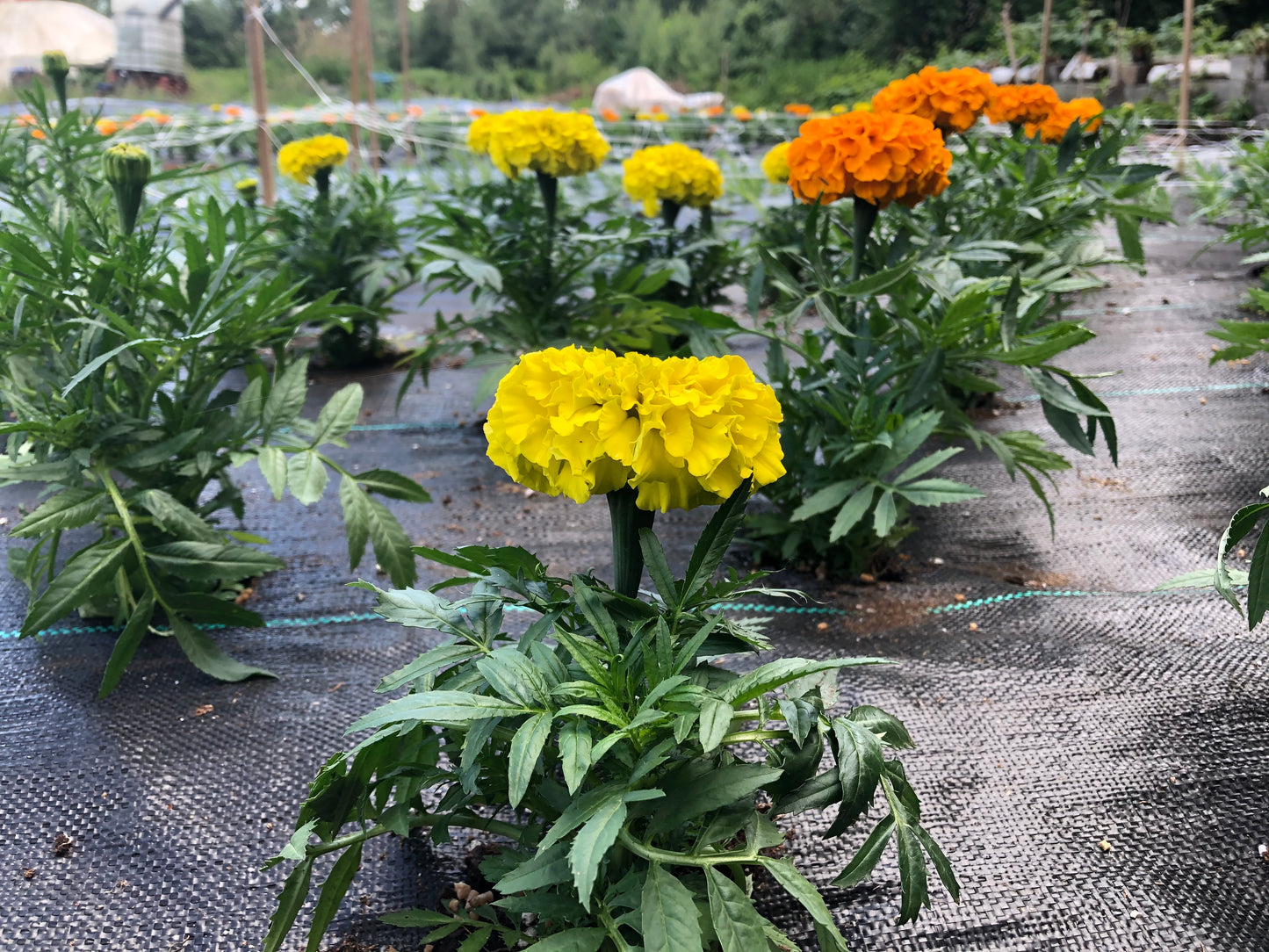 Donation / Become a Farm Sponsor