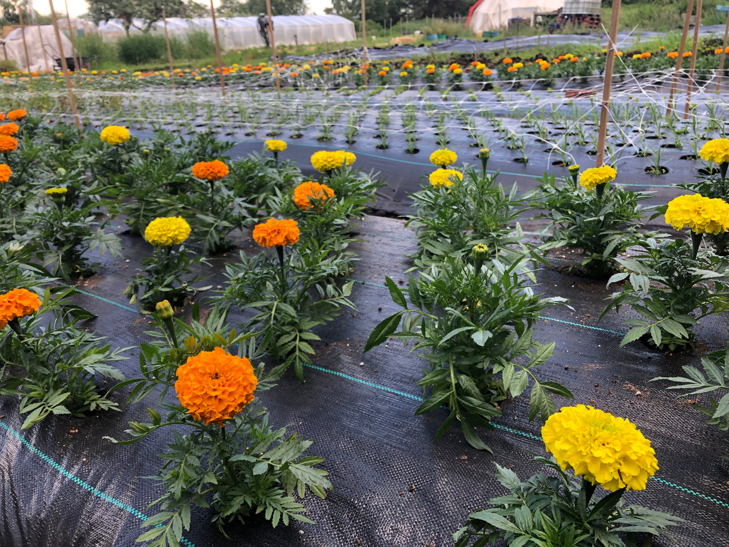 Donation / Become a Farm Sponsor