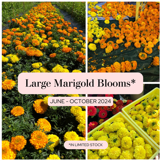 large marigolds blooms for puja, rituals, prayers - Vancouver Pushpanjali Flower Farm