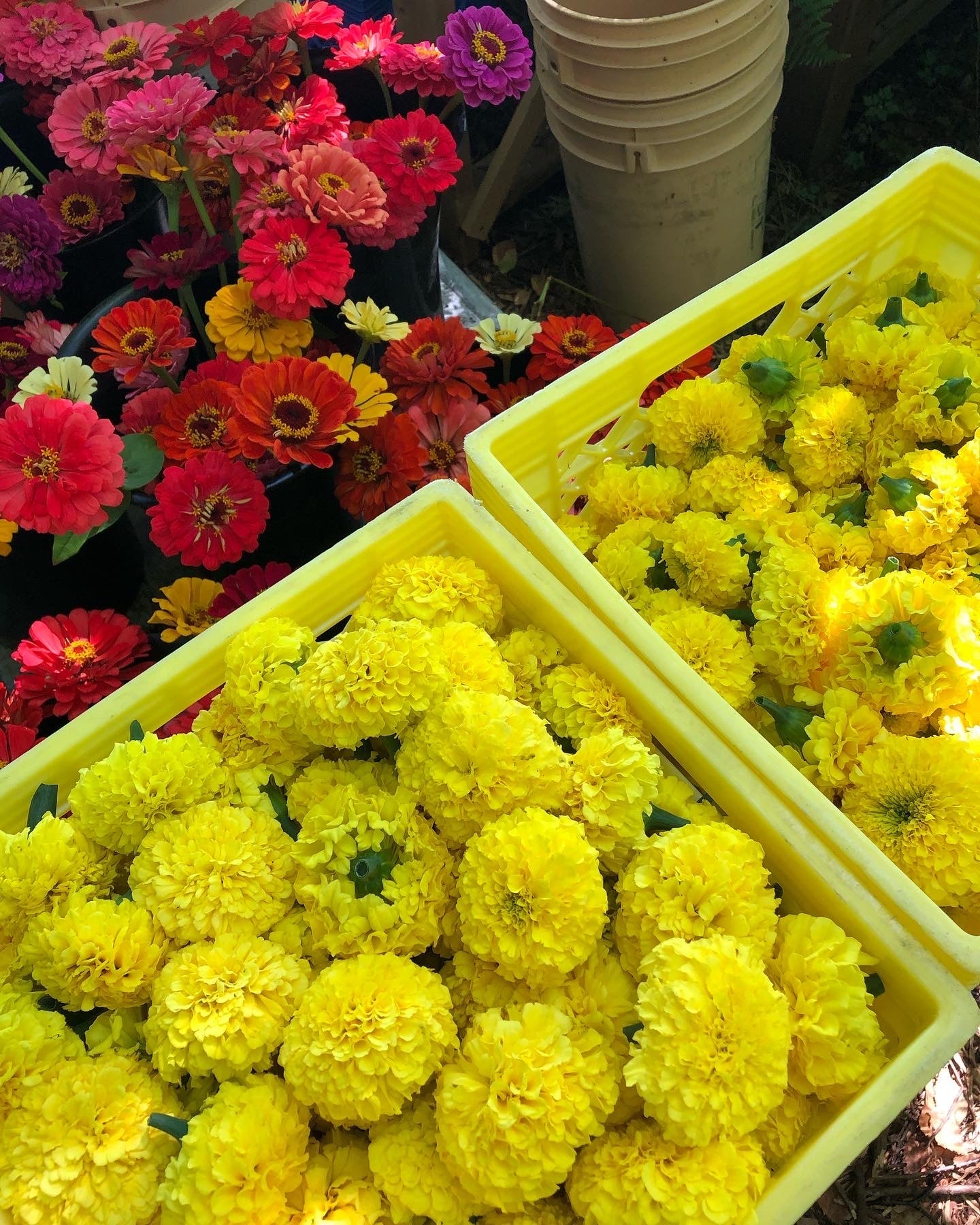 large marigolds blooms for puja, rituals, prayers - Vancouver Pushpanjali Flower Farm