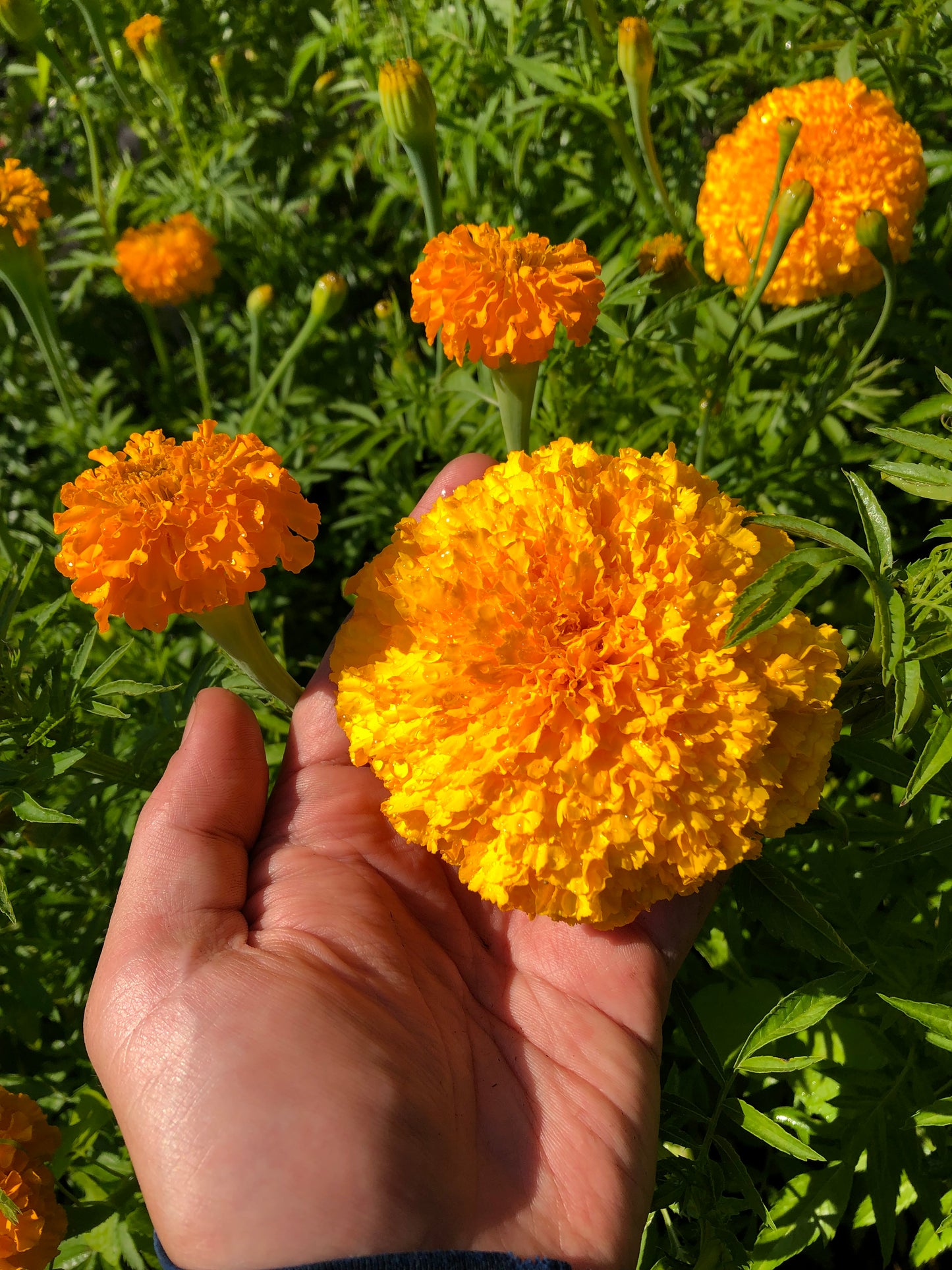 Large Marigold Blooms - 2025