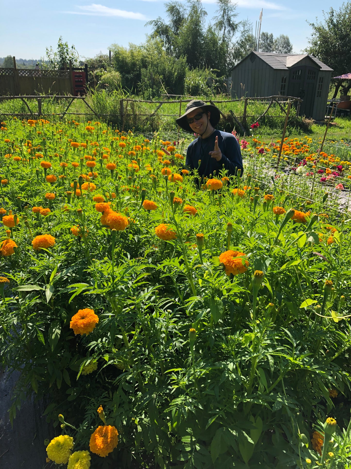 Large Marigold Blooms - 2025