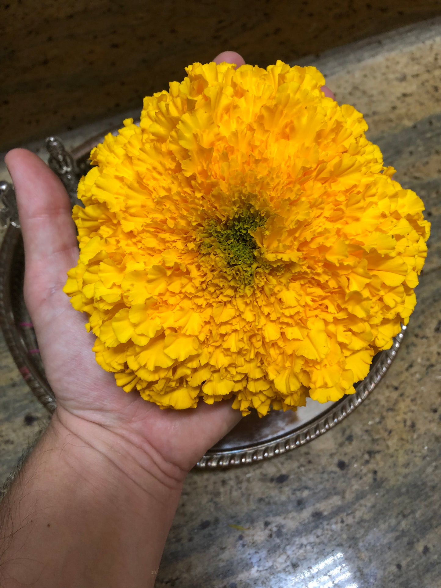 Large Marigold Blooms - 2025