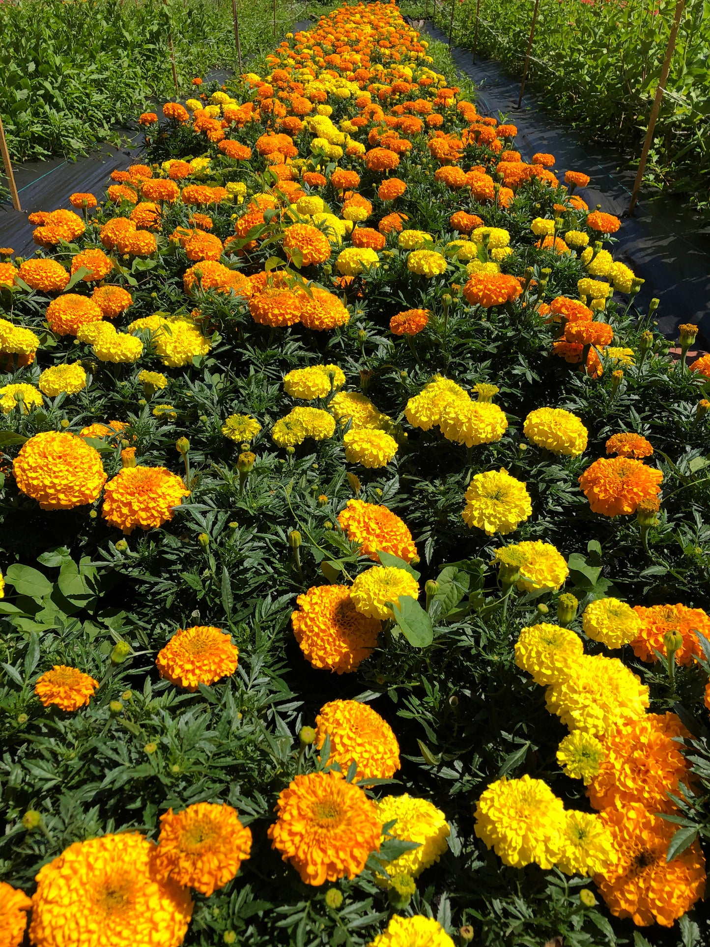 large marigolds blooms for puja, rituals, prayers - Vancouver Pushpanjali Flower Farm