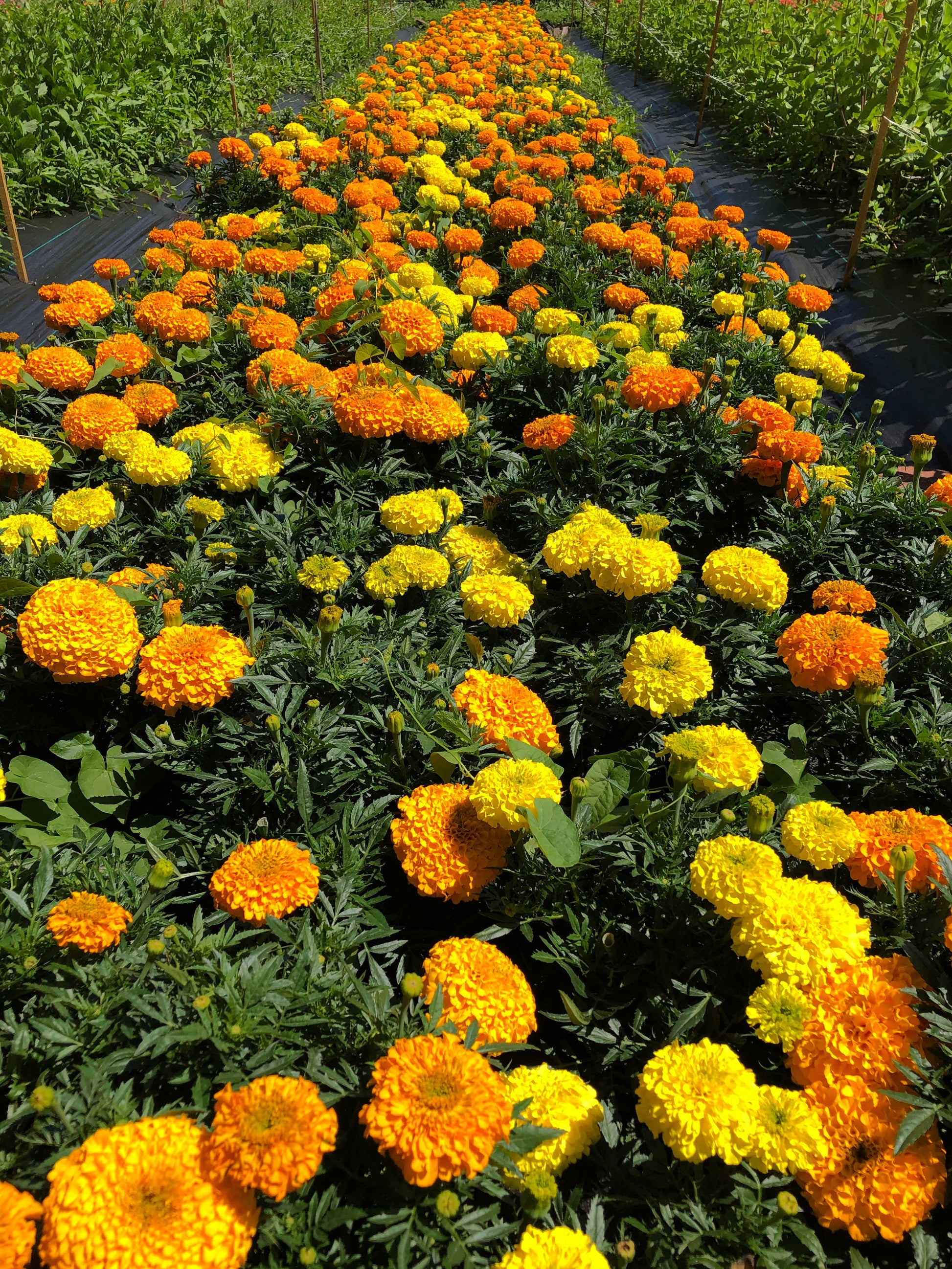 large marigolds blooms for puja, rituals, prayers - Vancouver Pushpanjali Flower Farm