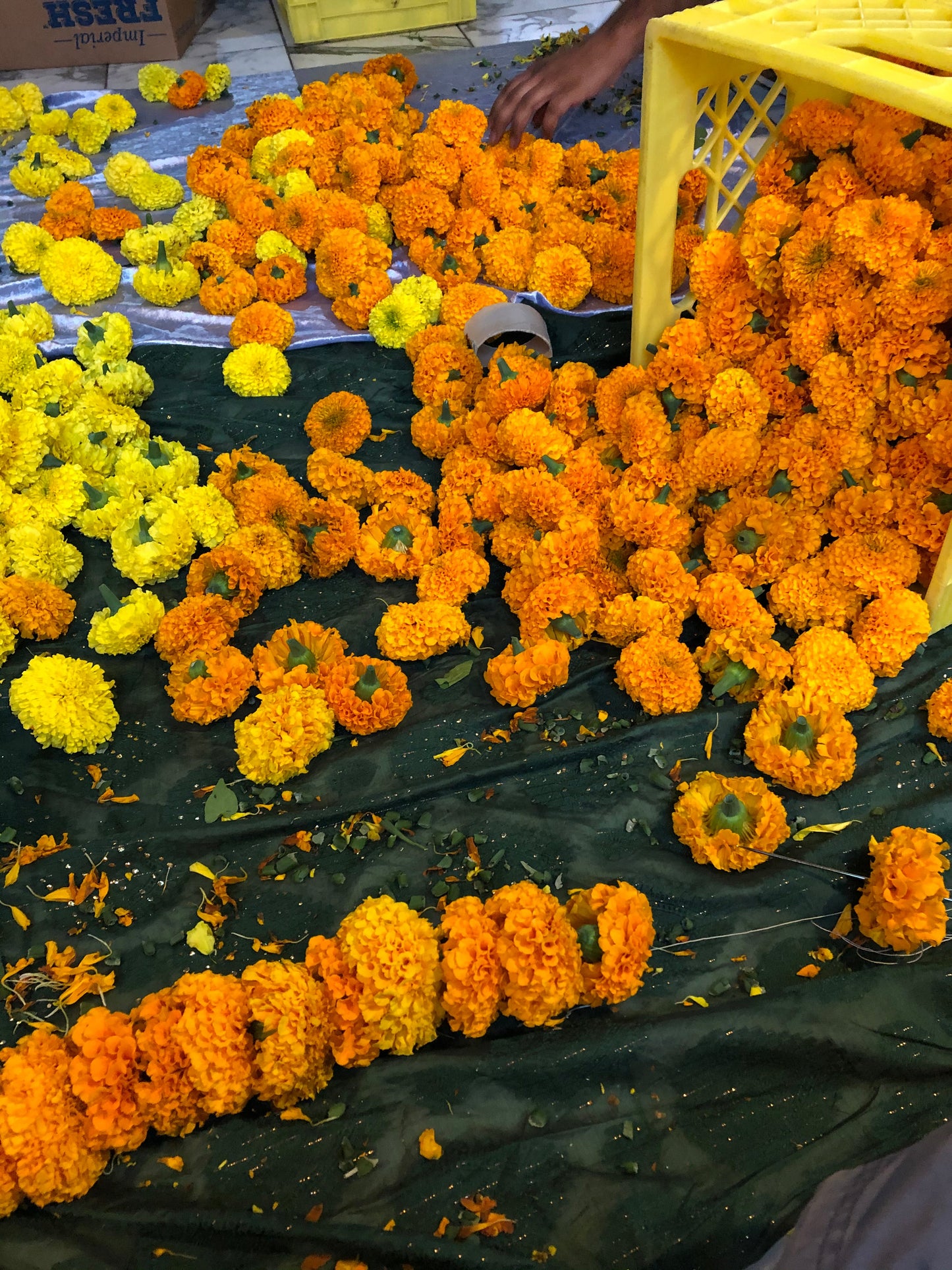 large marigolds blooms for puja, rituals, prayers - Vancouver Pushpanjali Flower Farm