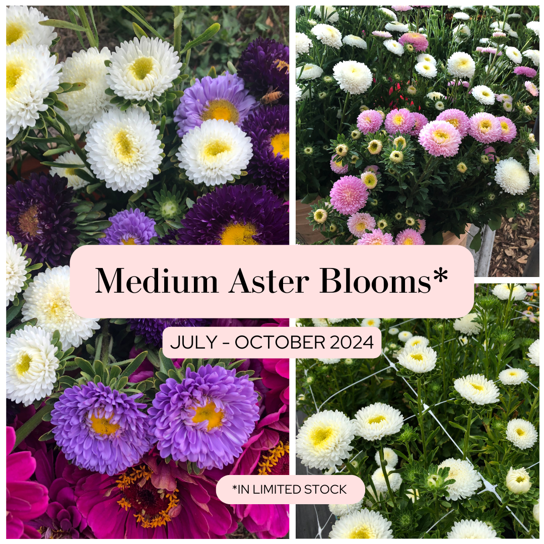 Medium Aster Blooms - 2024
