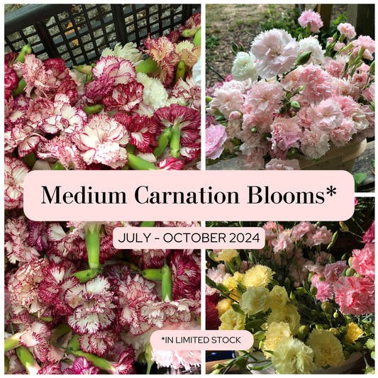 Medium Carnation Blooms - 2024