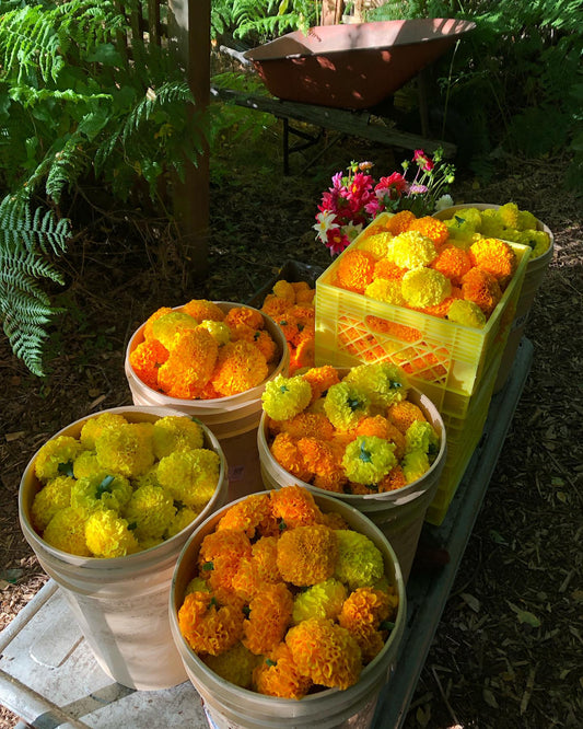 Large Marigold Blooms - 2025