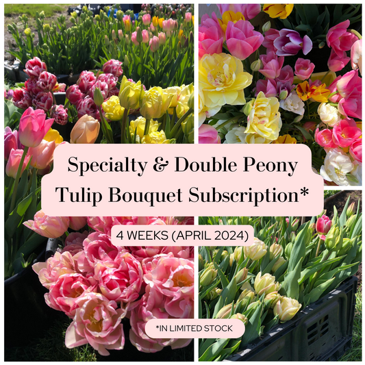 Specialty & Double Peony Tulip Bouquet Subscription - 2024