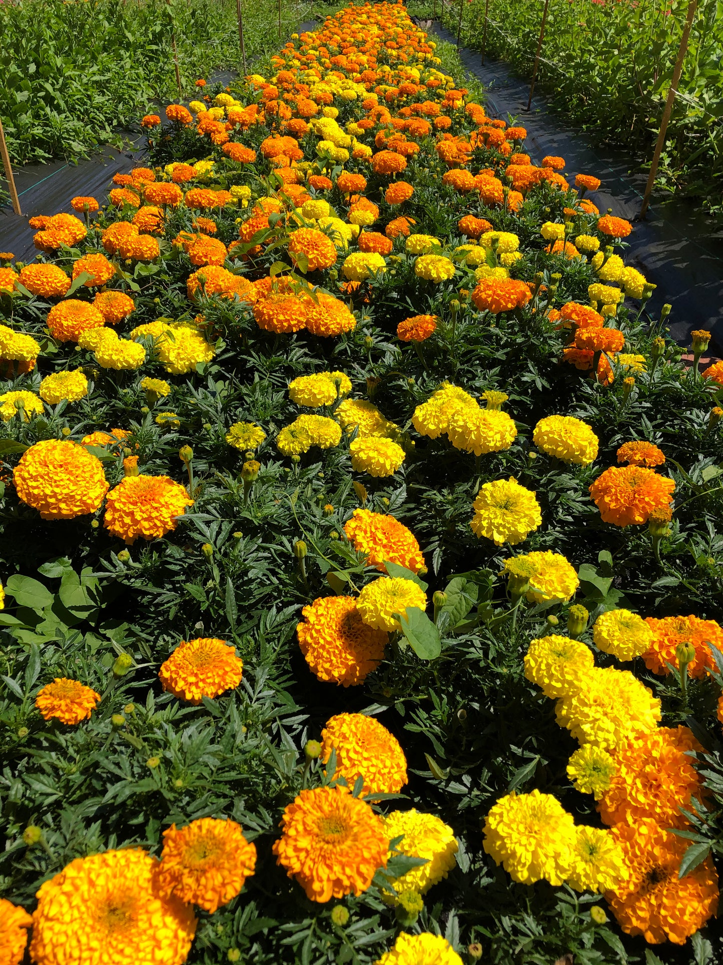 Large Marigold Blooms - 2023