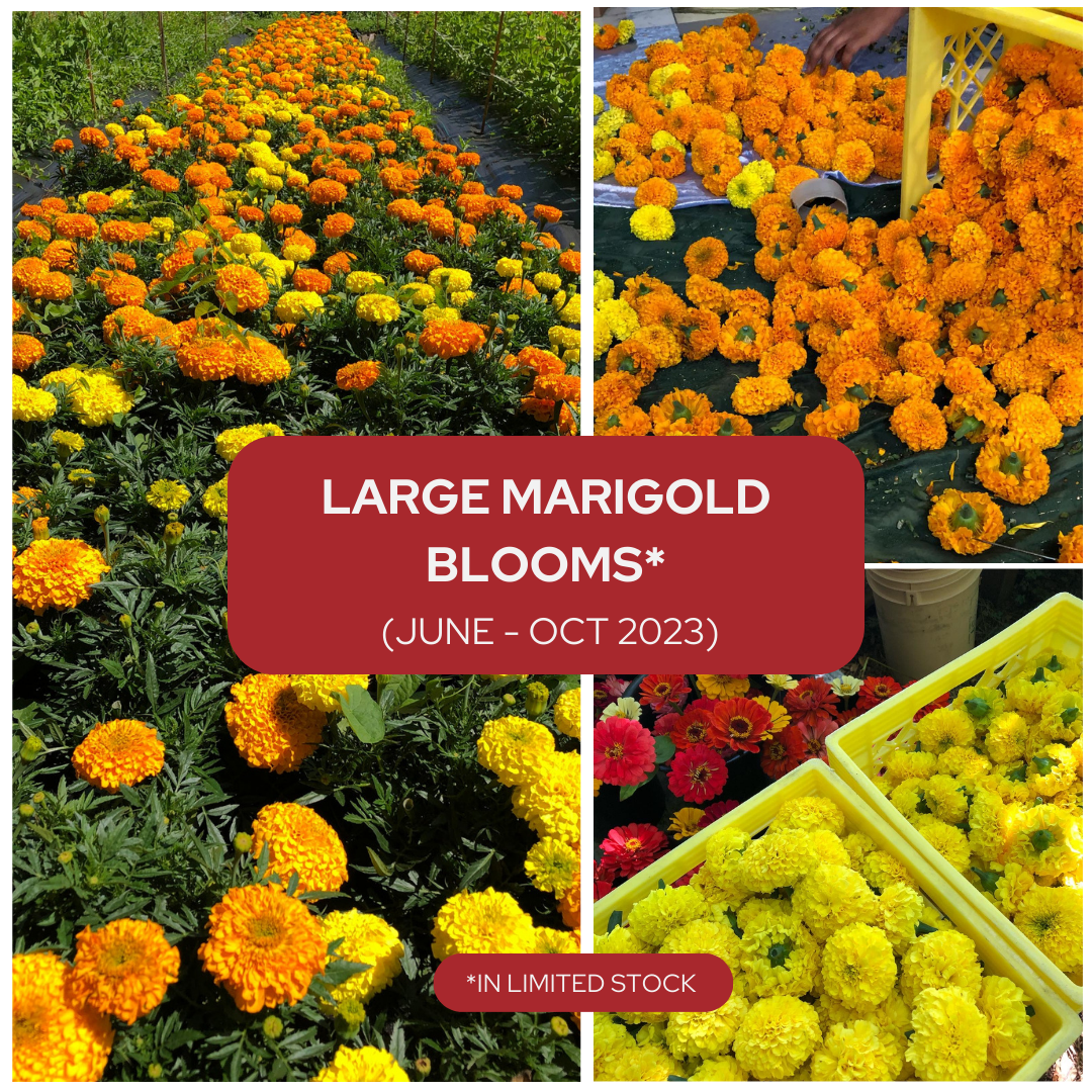 Large Marigold Blooms - 2023